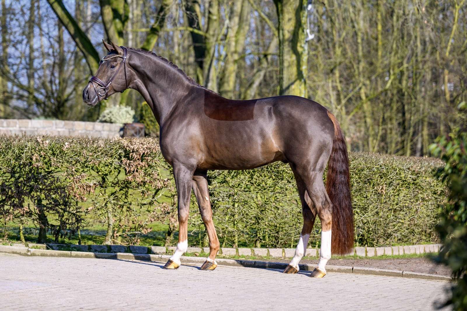 Vespasiano Stallion